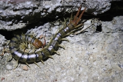 Scolopendra dehaani