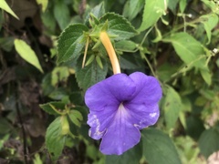 Achimenes longiflora