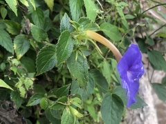 Achimenes longiflora
