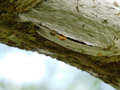 Parachartergus colobopterus