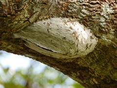 Parachartergus colobopterus