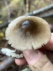 Nitida