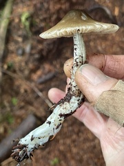 Nitida