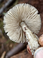 Nitida