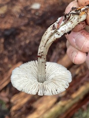 Nitida