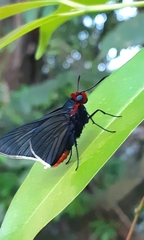 Pyrrhopygopsis socrates
