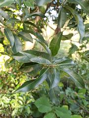 Aspidosperma