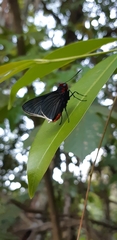 Pyrrhopygopsis socrates
