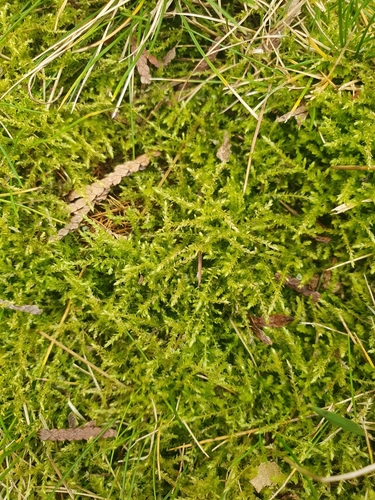 Image of Rhynchostegium megapolitanum by no rights reserved