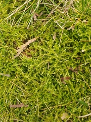 Rhynchostegium megapolitanum