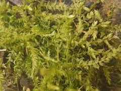 Rhynchostegium megapolitanum