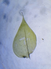 Rhynchostegium megapolitanum