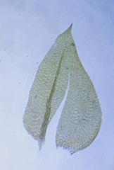 Rhynchostegium megapolitanum