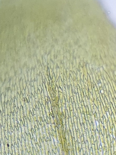 Image of Rhynchostegium megapolitanum by no rights reserved
