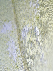 Rhynchostegium megapolitanum