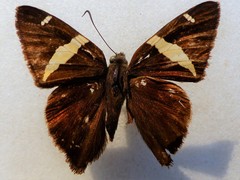 Telegonus cellus