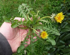 Taraxacum laticordatum
