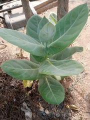 Calotropis procera