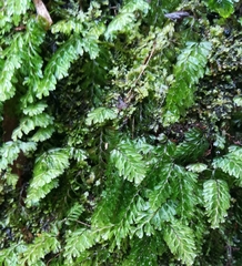 Hymenophyllum capense