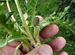 Taraxacum laticordatum