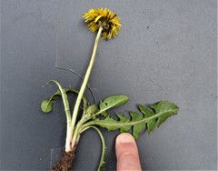 Taraxacum laticordatum