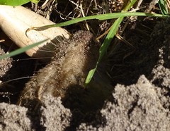 Cryptomys hottentotus