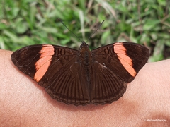 Adelpha lycorias