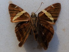 Telegonus cellus