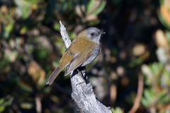 Catharus gracilirostris