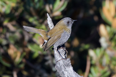 Catharus gracilirostris