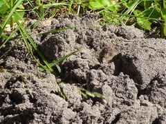 Cryptomys hottentotus