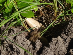 Cryptomys hottentotus