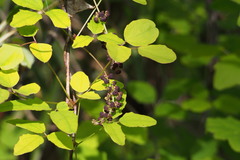 Akebia trifoliata