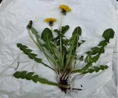 Taraxacum oblongatum