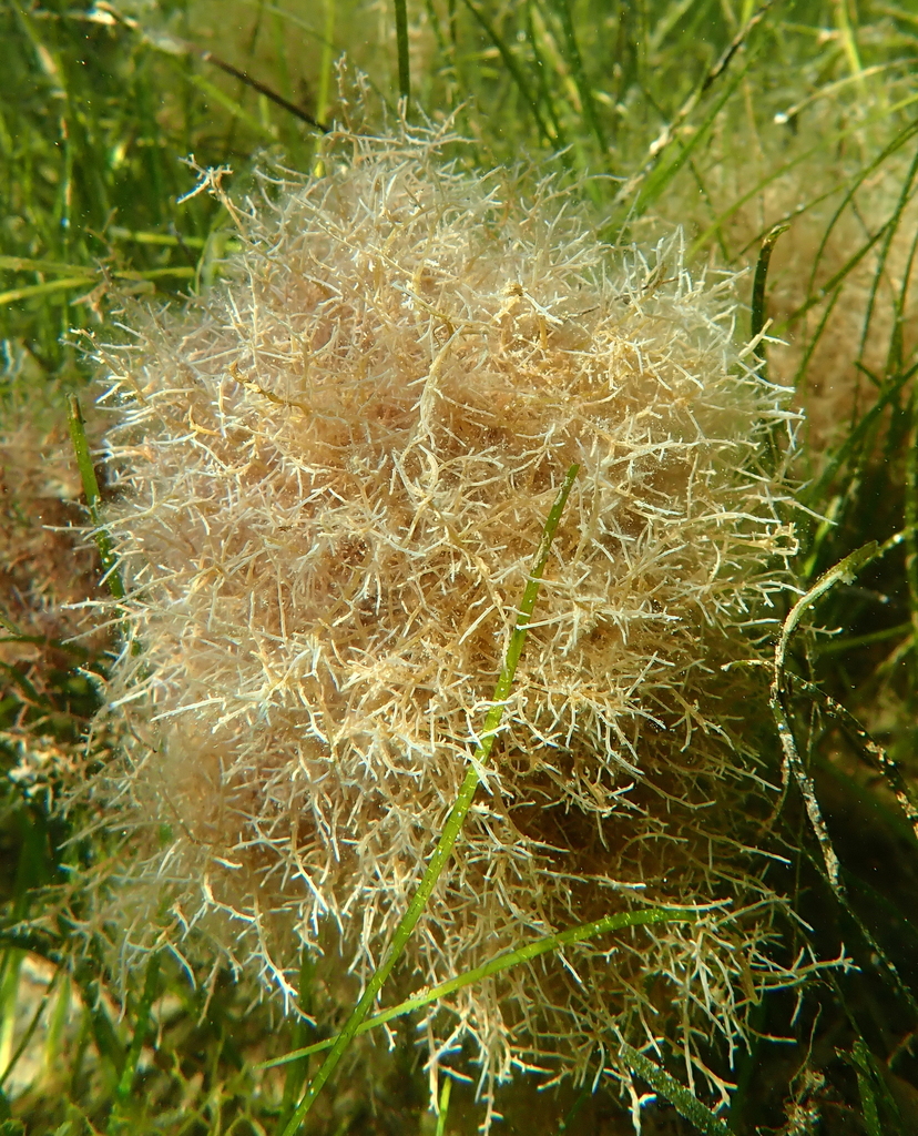 Red-Tipped Algae