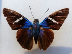 Celaenorrhinus aegiochus