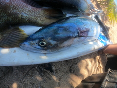 Scomberomorus sierra