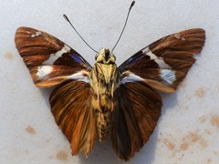 Celaenorrhinus aegiochus