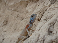 Pseudotrapelus jensvindumi