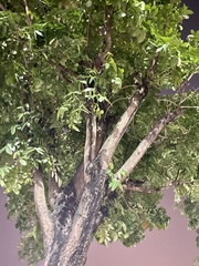 Swietenia macrophylla