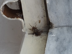 Steatoda nobilis
