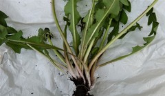 Taraxacum oblongatum