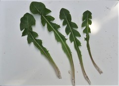 Taraxacum oblongatum