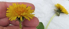 Taraxacum oblongatum