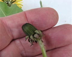 Taraxacum oblongatum