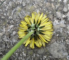 Taraxacum oblongatum