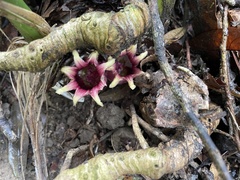 Aspidistra attenuata