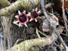 Aspidistra attenuata