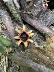 Aspidistra attenuata