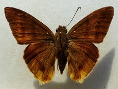 Telegonus anaphus